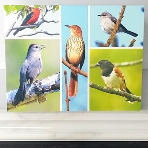 Songs & Mimics of the Country Matte Finish 4.25" x 5.5" Blank Photo Note Card